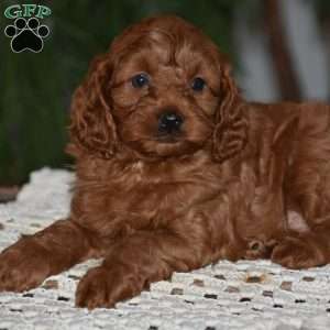 Maggie, Cavapoo Puppy